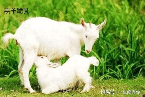 网红小羊吃瓜视频大全集,趣味视频大全集精彩回顾